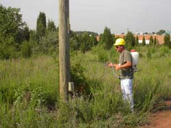 herbicide_foliage